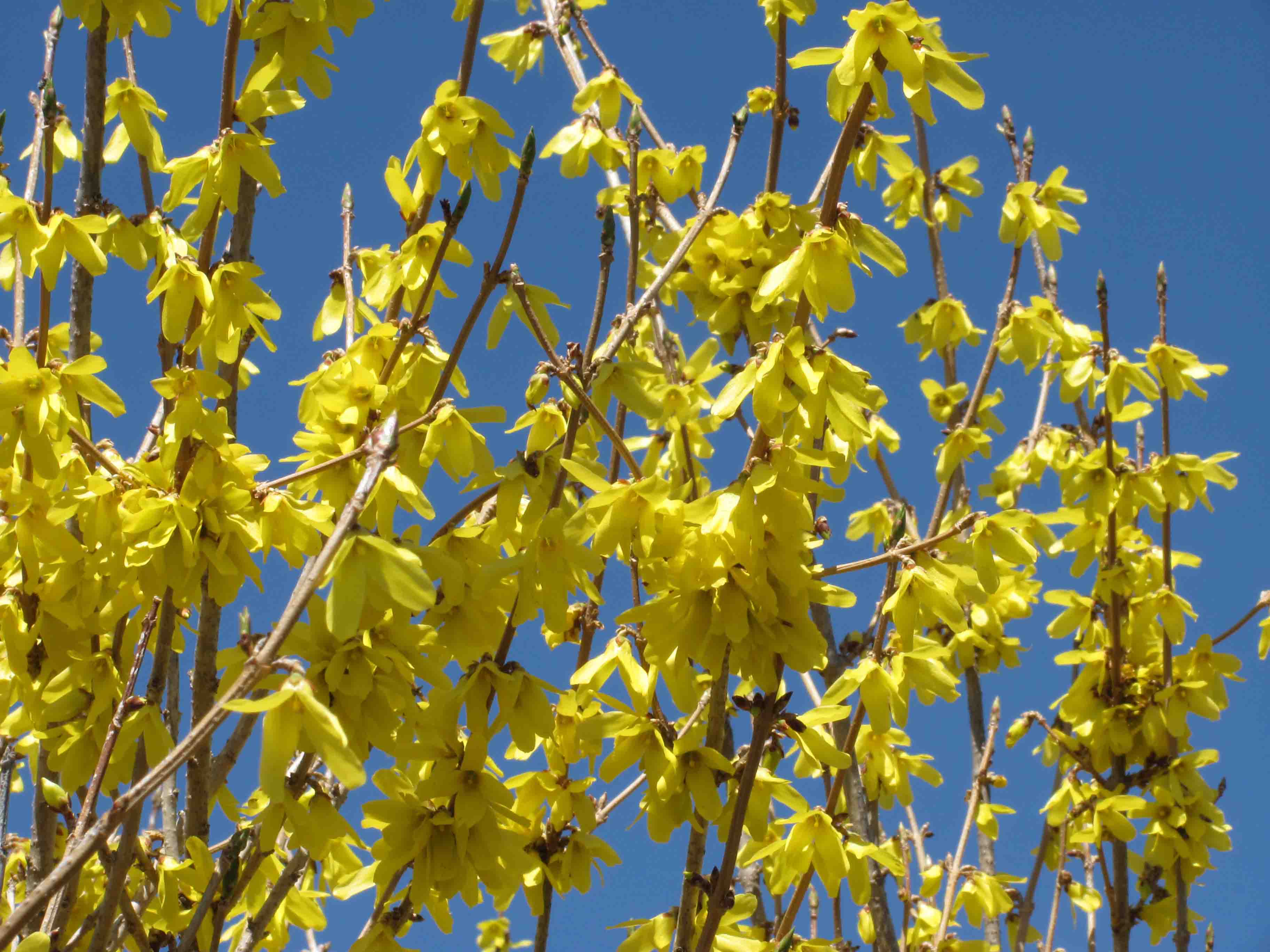 Shrubs Wiltrout Nursery Chippewa Falls, WI